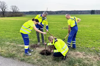 Revitalizace stromořadí v Častolovicích