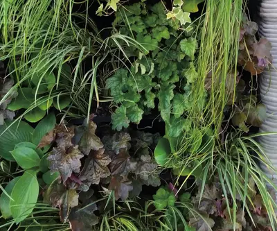 Zelená stěna intenzivní